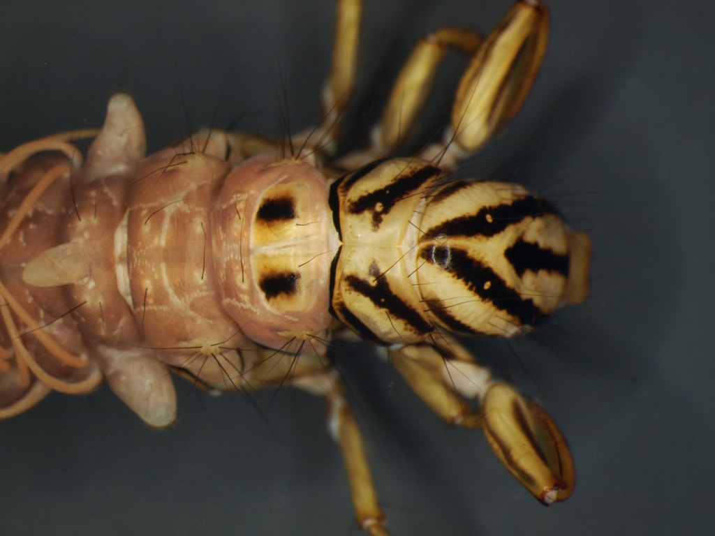 Semblis phalaenoides